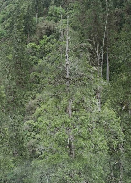 найвище дерево в Азії