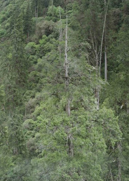 найвище дерево в Азії найвище дерево в Азії