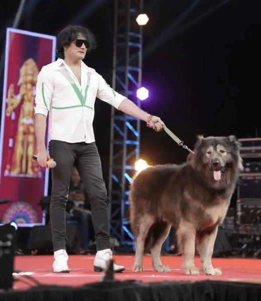 Найдорожчий собака, найдорожчий собака у світі, гібрид вовка і вівчарки, собака схожий на вовка, рідкісна порода собак, єдина порода, великий собака