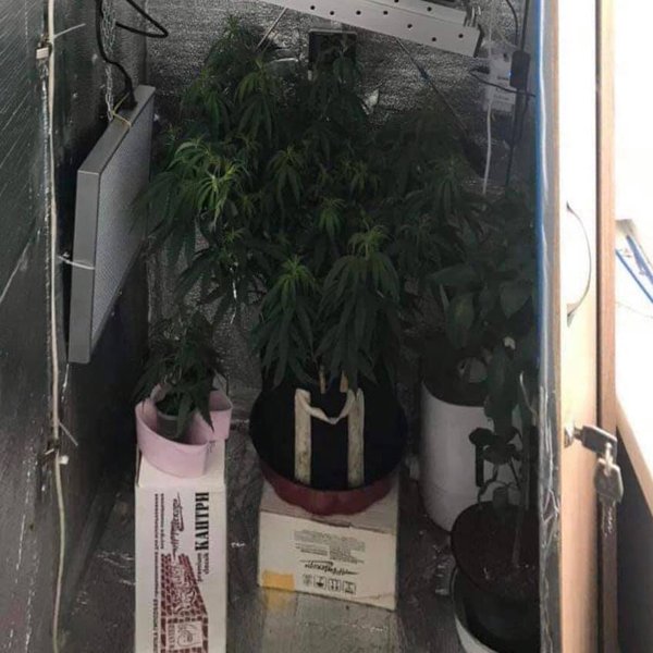 Наркотические вещества полицейский выращивал по месту жительства