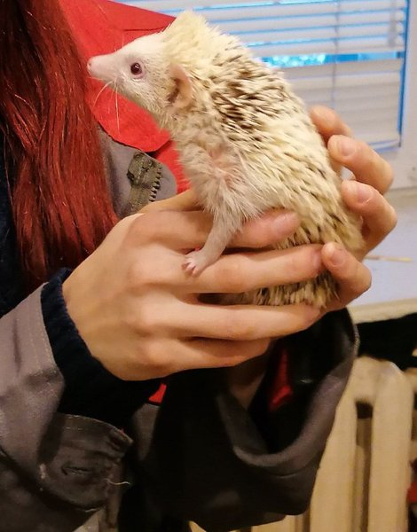 ежик, спасение