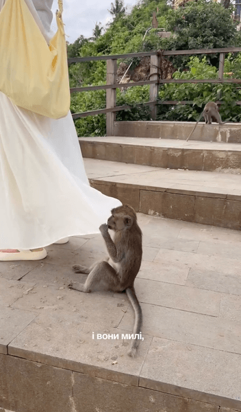 На Балі багато мавп