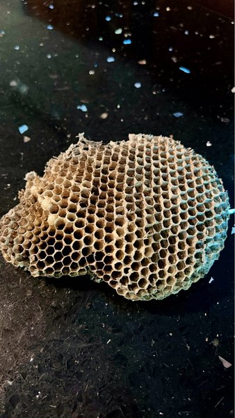 "Дивна знахідка" у саду британки