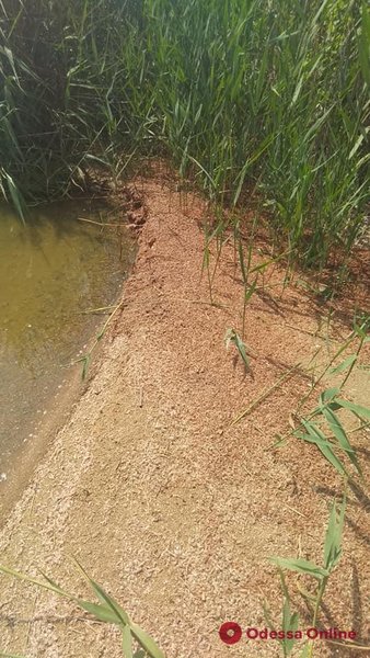 Мертві креветки на березі Хаджибейського лиману