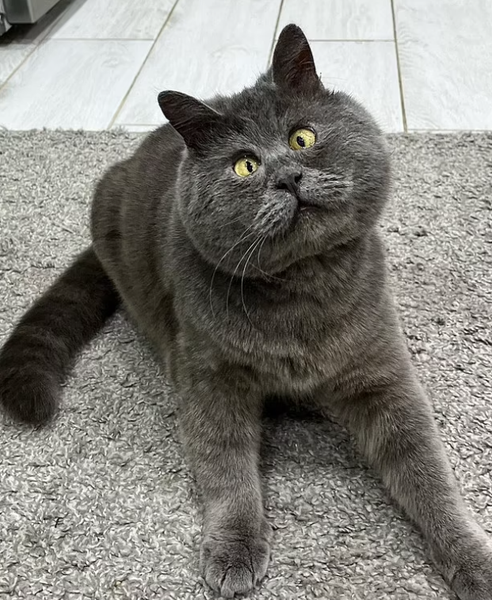 Кот с курьезной мордочкой стал звездой соцсетей, кот Федя, курьезы, животные, домашние любимцы