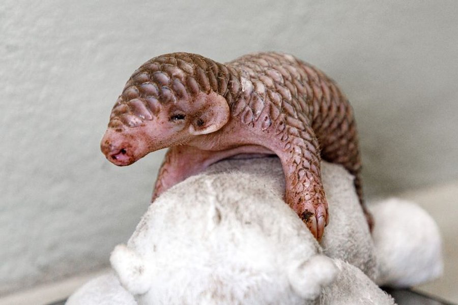 панголин, детеныш панголина, первый в европе, пражский зоопарк