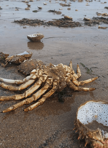 Крабов выбросило на берег, краб-паук, много крабов, крабы сбрасывают панцирь, линька крабов, природное явление,