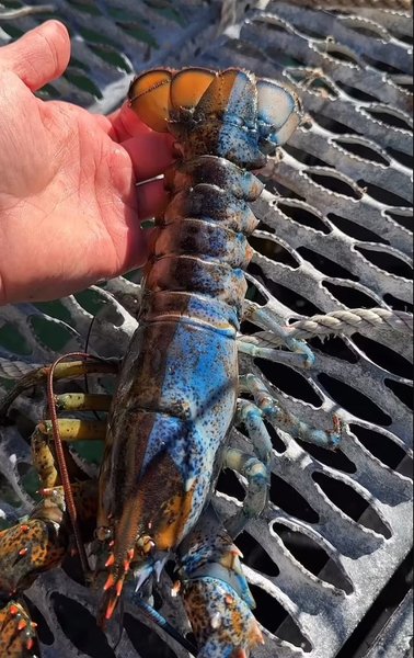 жовтоколірний лобстер боуї