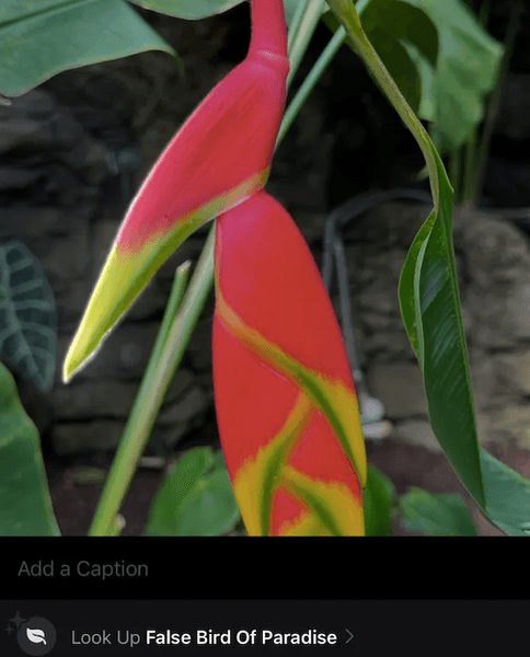 Функция, поиск растения