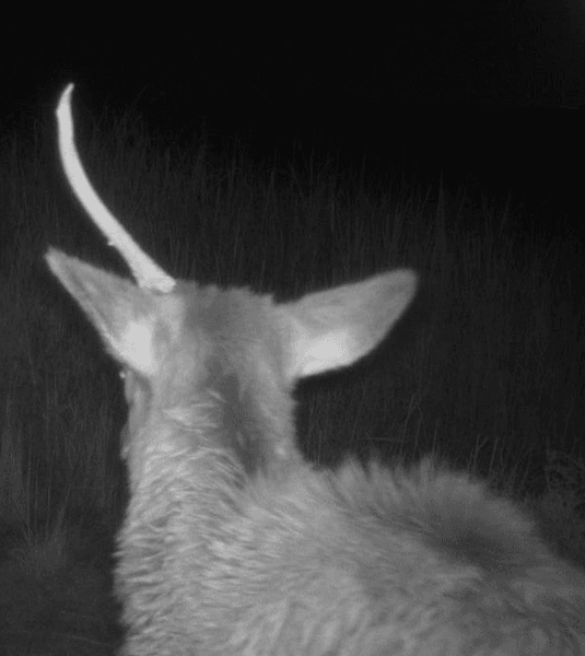 Лось з одним рогом, лось, один ріг, єдиноріг, тварини, Національний парк, міфічна істота, самець, нічна прогулянка