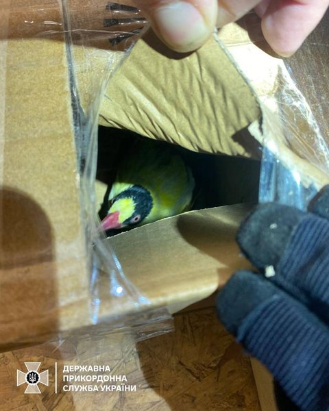 экзотические птицы, незаконный вывоз, граница, пограничники, поляк, Государственная пограничная служба