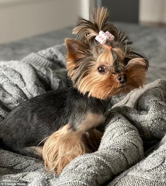 Тер'єр Еллі., викрадений собака,