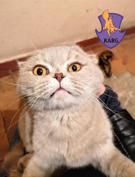 Kyiv Animal Rescue Group рятує тварин у Києві