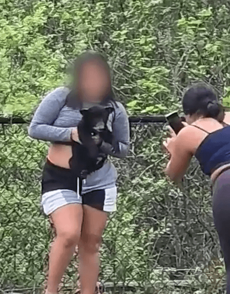 Люди мучили ведмежа заради фото, дитинча ведмедя, ведмідь, тварини зняли з дерева, селфі, заради фото, викликали поліцію