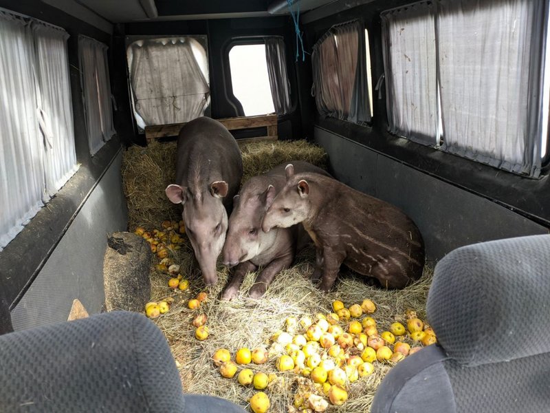 Фельдман Екопарк, екопарк харків, екопарк фельдмана, зоопарк фельдмана, фельдман, евакуація тварин