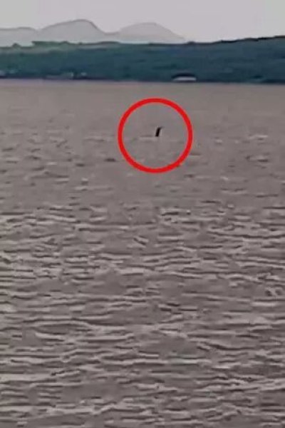 лохнеське чудовисько Фото Діна Бітті