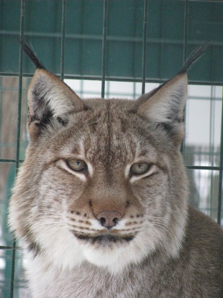 Николаев, зоопарк, рыси,