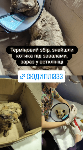 Волонтеры объявили сбор на лечение кошки