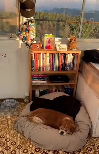 Робота мрії, жінка поселилась у пожежній будці високо в горах, життя у лісі, Кортні Макінтош, США, крихітний будинок, фото