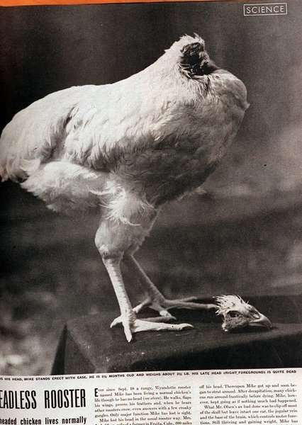 петух без головы Чудо Майк