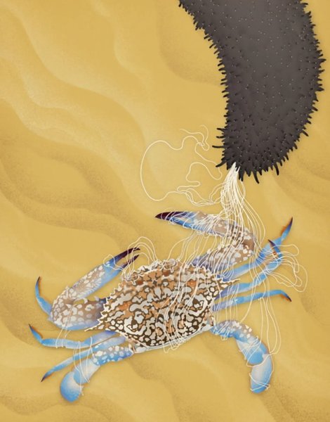 морський огірок захист