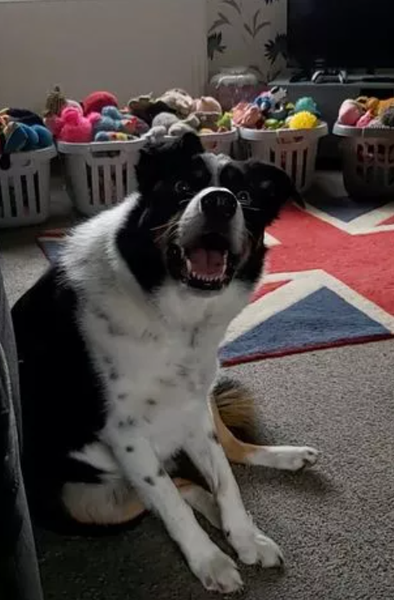 Самая умная собака Большой Британии, как научить собаку, воспитание пса, интеллектуальные игры, фото, животные, рекорды