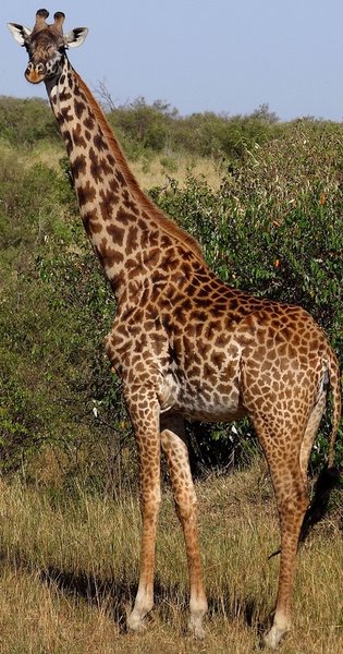 Масайский жираф