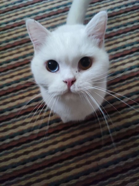 Верховна Рада посилить захист тварин