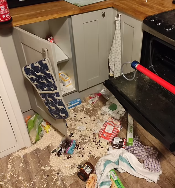 Барсук разгромил дом, Великобритания, дикие звери в доме, курьезы, фото