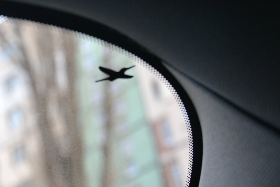 На стекле можно увидеть изображение птицы