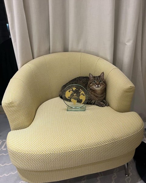 кот степан, хаби ламе, блогерская премия, блогеры