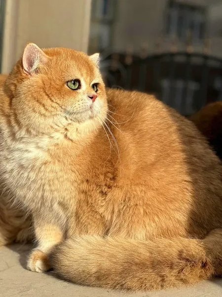 Котик за 290 тысяч гривен продается в Киеве