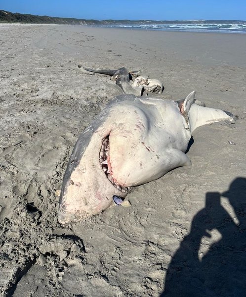 акула тіло смерть пляж