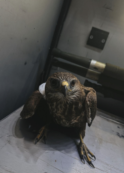 Раненый орел Спасение животного, спасение птицы, спасение птички, спасение орла, орел