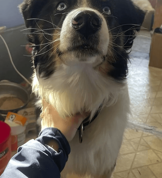 Собака, Нанук, австралійська вівчарка, тварина