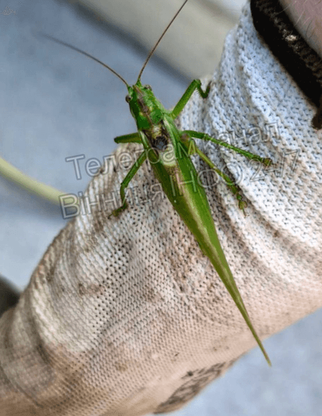 сарана Україна все ближче до Києва