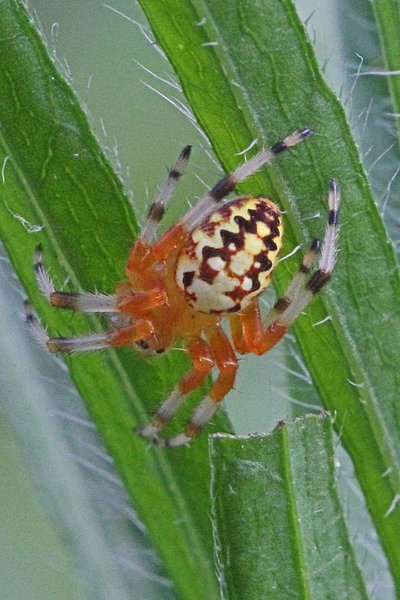 Araneus marmoreus, паук, самец, фото