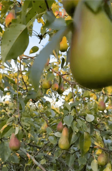 Українка купила будинок у селі із садом