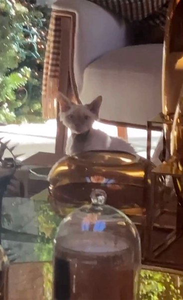 Джей Ло кот