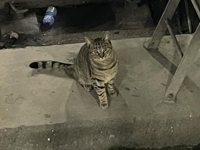 кот, поезд, Лондон, ЧП