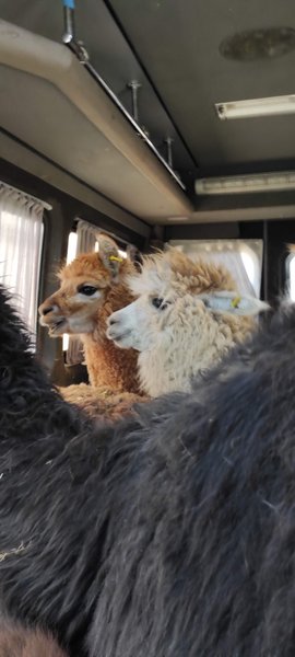 Фельдман Екопарк, екопарк харків, екопарк фельдмана, зоопарк фельдмана, фельдман, евакуація тварин