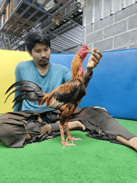 Чемпион по прозвищу Фахамрам