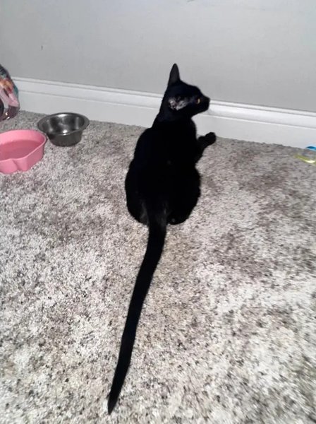 Черный котенок по кличке Зур сидит на ковре, его хвост необычайно длинный и привлек внимание пользователей соцсетей