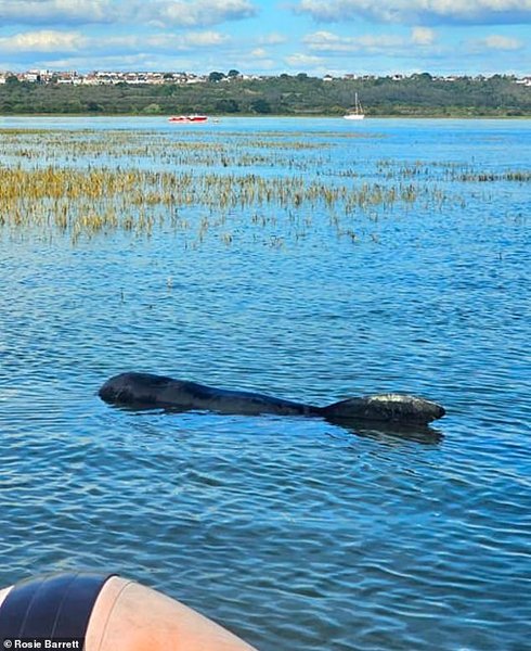 Киты застряли в Темзе