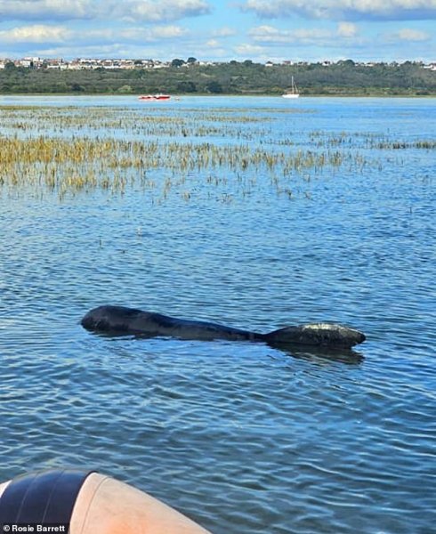 кит темза 3 Кити застрягли в Темзі