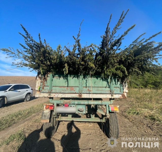 конопля, плантація коноплі, незаконне вирощування коноплі