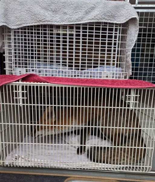 Живые лисята залезли в дом Рамсгейти, что в графстве Кент, Великобритания, звери, животные, курьезы