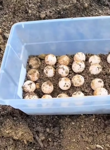 Семья из Великобритании нашла живую черепаху, которая отложила яйца на их заднем дворе, находка, животные, курьезы видео