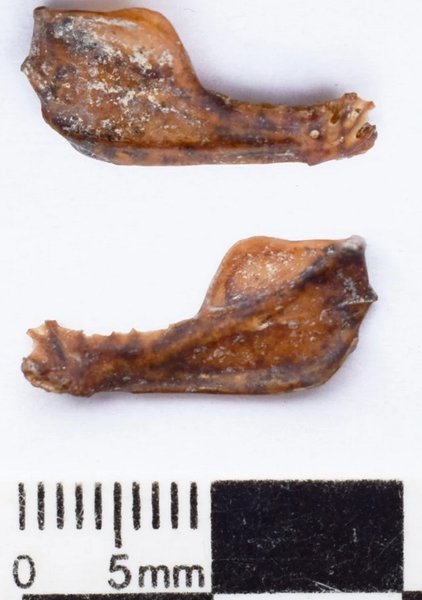 челюстная кость