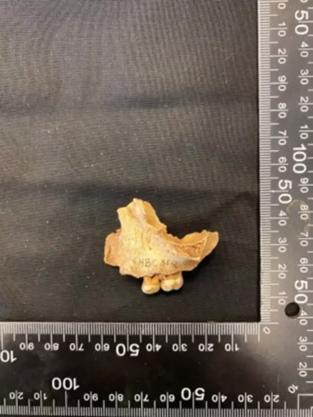 Вчені отримали стародавню ДНК